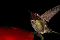trapfocus-hummingbird.jpg